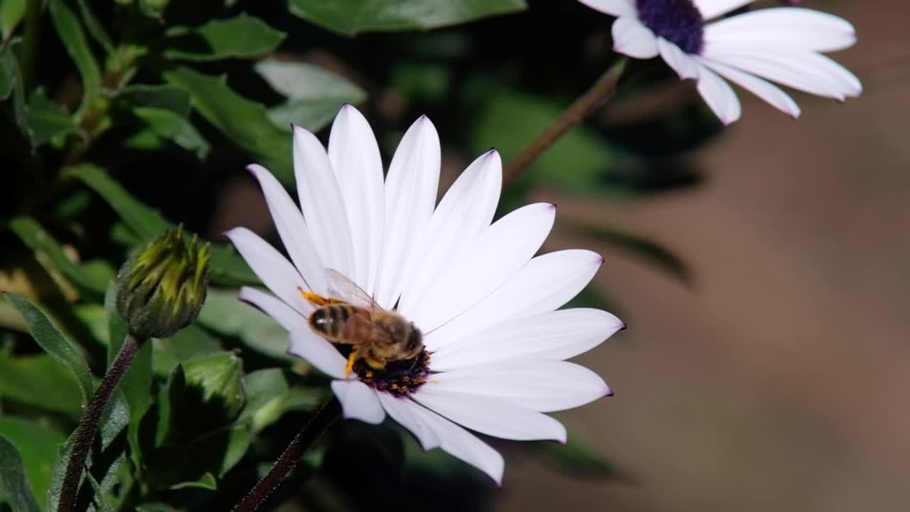 采集花粉的澳大利亚无刺蜜蜂视频素材