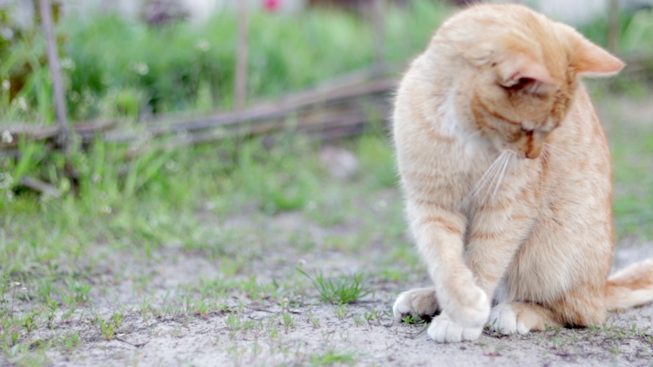 夏天，一只红猫在花园里玩耍。一只漂亮的虎斑猫在街上和一只小老鼠玩耍。关闭。视频素材