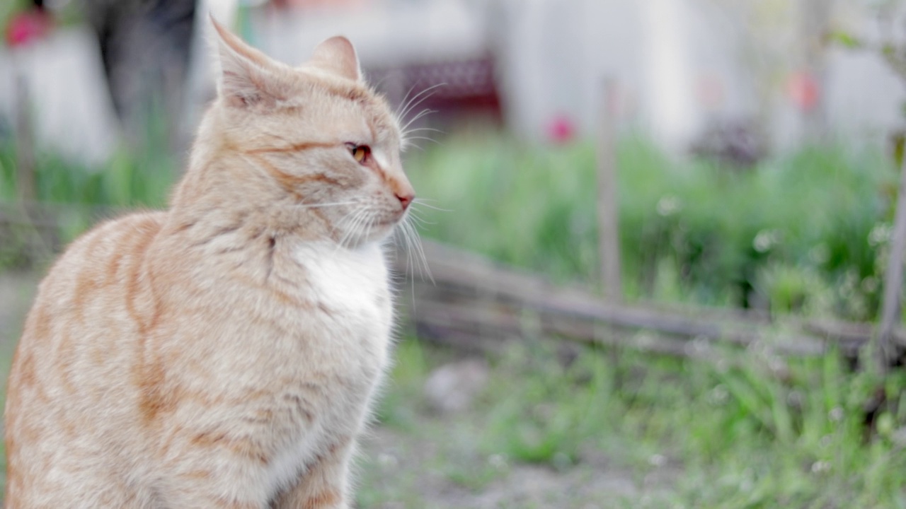 夏天，一只红猫在花园里玩耍。一只漂亮的虎斑猫在街上和一只小老鼠玩耍。关闭。视频素材