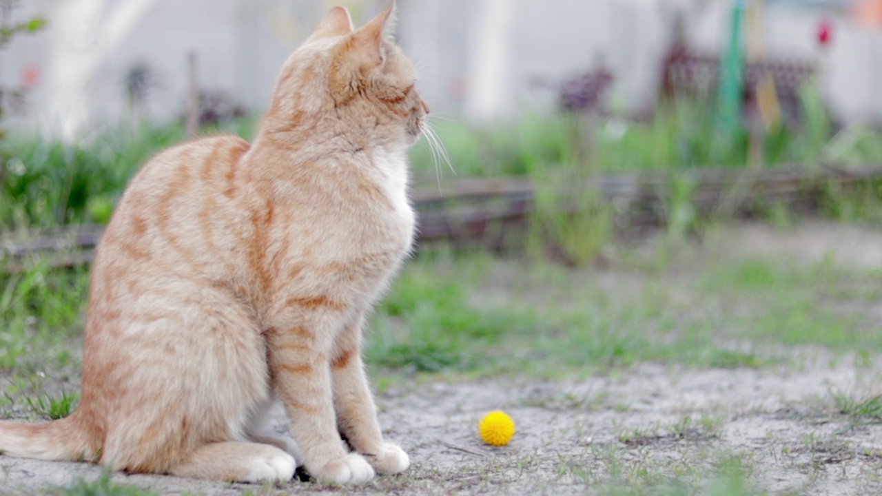 夏天，一只红猫在花园里玩耍。一只漂亮的虎斑猫在街上和一只小老鼠玩耍。关闭。视频素材