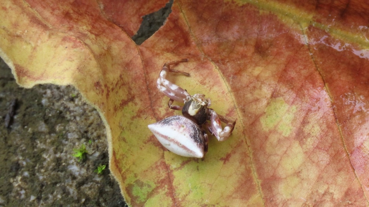 叶子上的白蟹蜘蛛视频素材