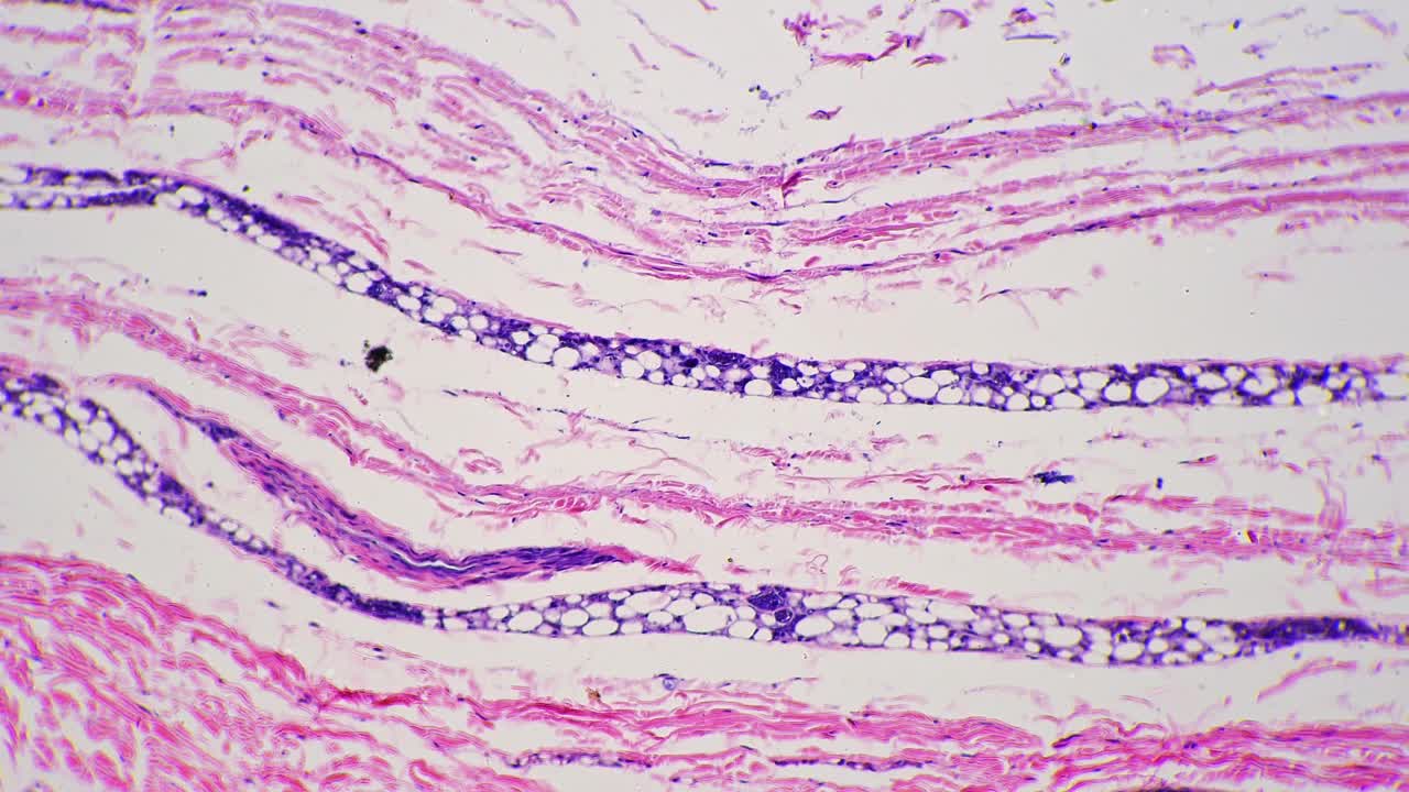 显微镜下100x的人类皮肤，在明亮的视野下显示汗腺视频素材