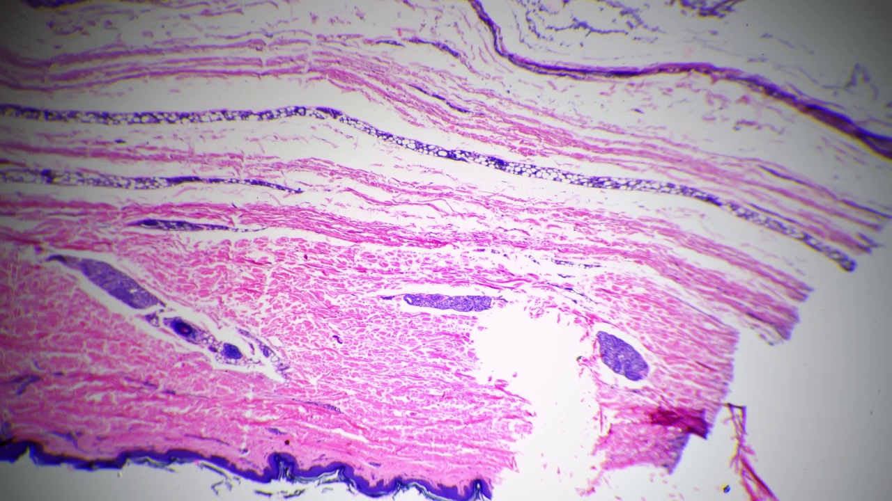 显微镜40倍的人类皮肤显示汗腺对明亮的领域视频素材
