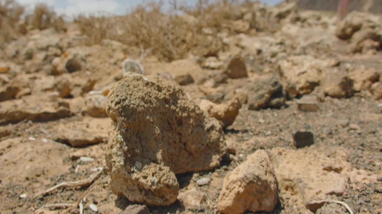 国家公园Corralejo。Fuerteventura岛。金丝雀。在它们的自然栖息地喂地松鼠，葵花籽。沙漠中饥饿的野生动物。慢动作，手持，特写。视频素材