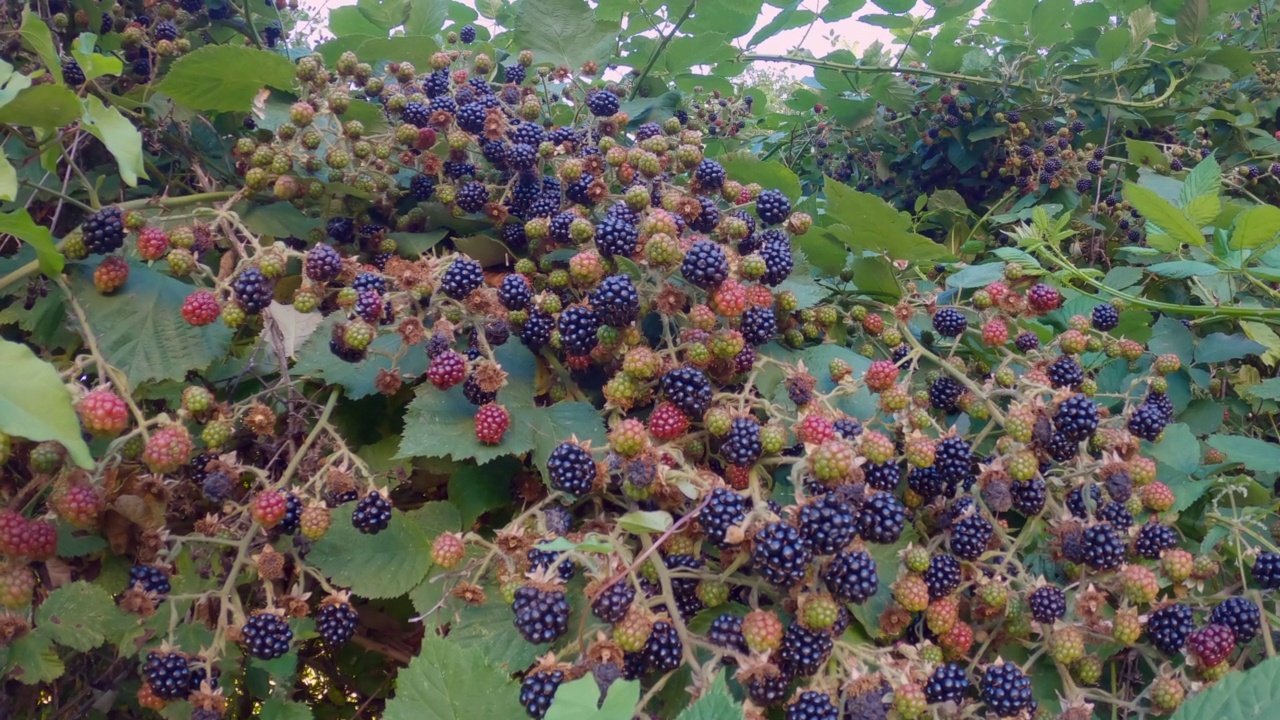 成熟的野生黑莓准备采摘4K超高清视频素材