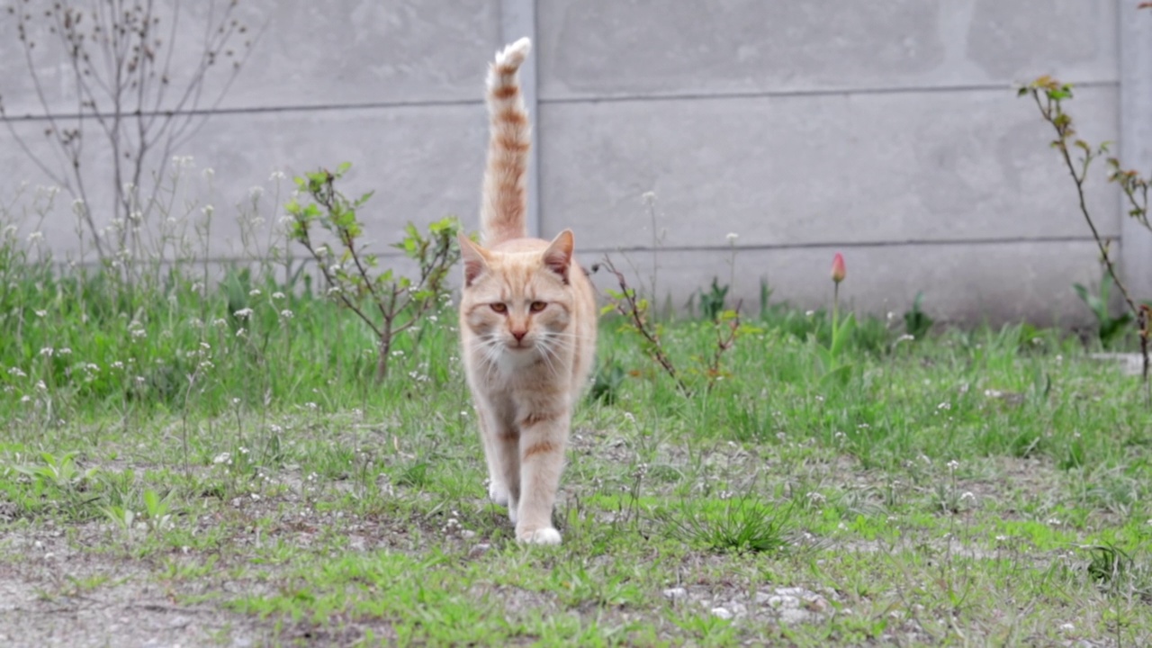 一只美丽的红猫在花园里的绿草背景下移动。一只有条纹的红猫走在新鲜的草坪上。视频素材