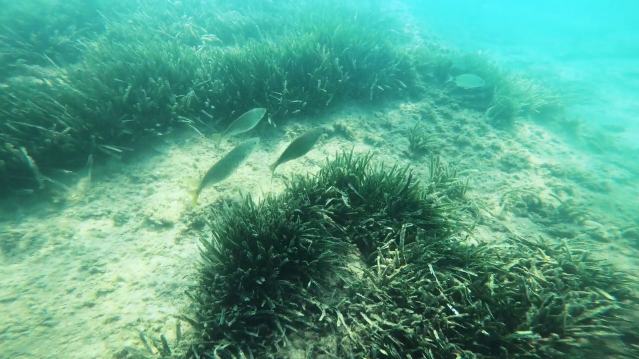 海洋生物视频素材