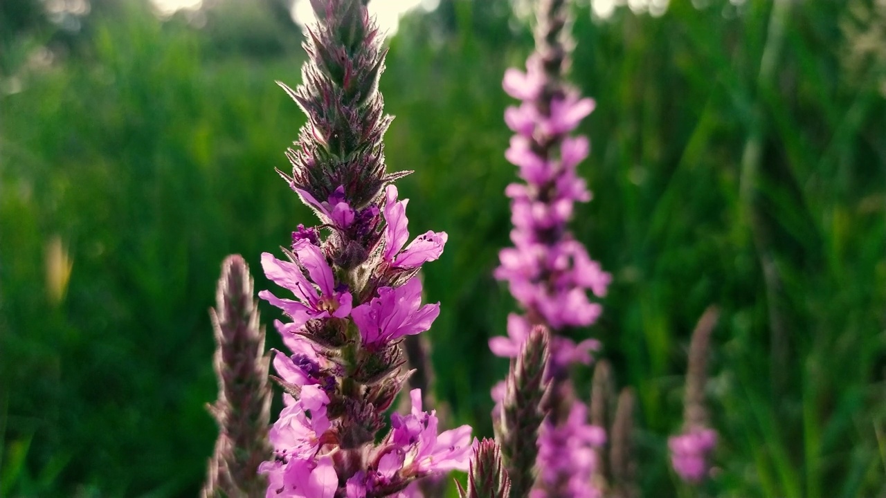 Lythrum salicaria。野外自然。美丽的花朵生长在沼泽山谷。视频素材