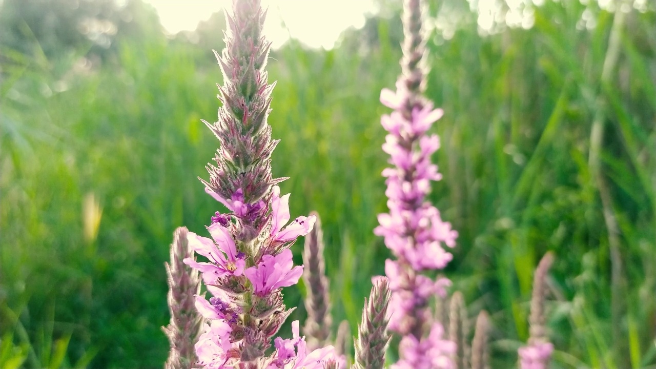 Lythrum salicaria。野外自然。美丽的花朵生长在沼泽山谷。视频素材