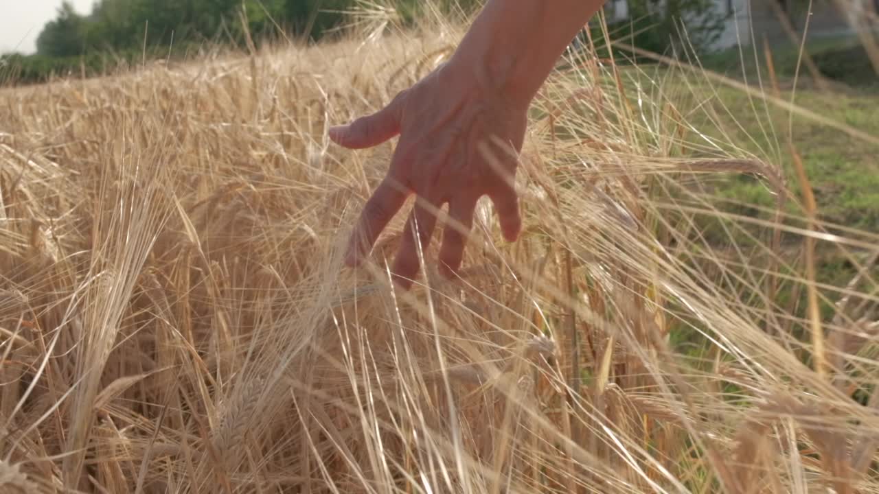 金色麦田里的女人之手视频素材