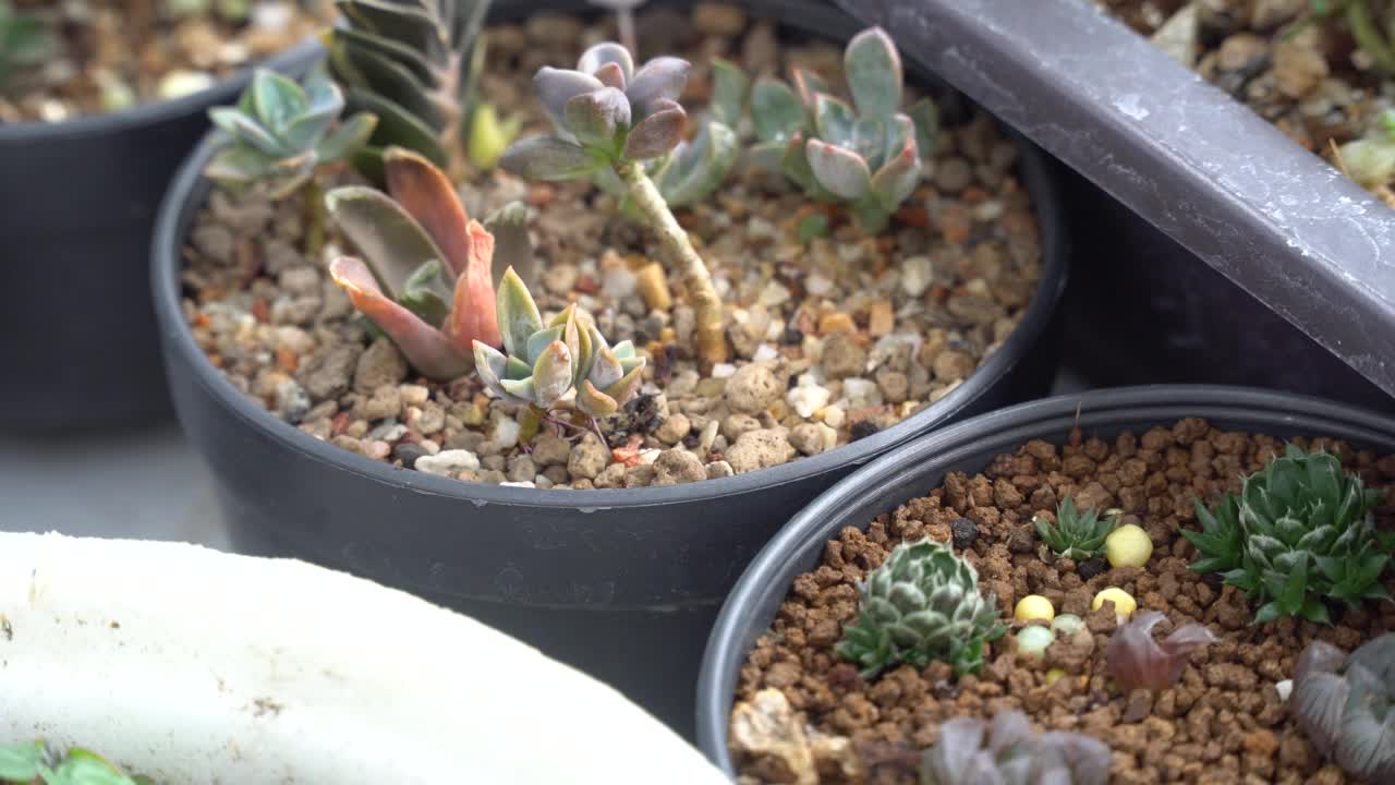 4K菊苣，仙人掌潮湿热带雨天带水滴视频素材