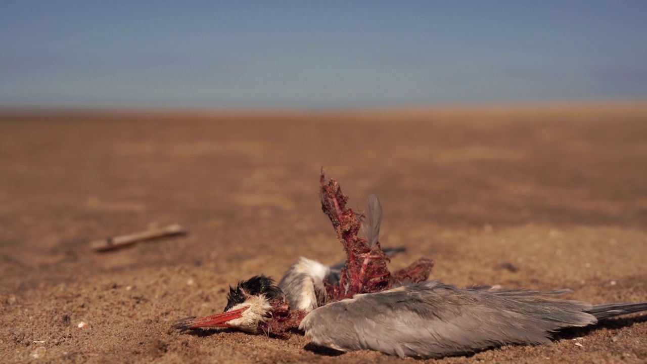 在沙滩上躺着一只死燕鸥(Sterna hirundo)视频素材