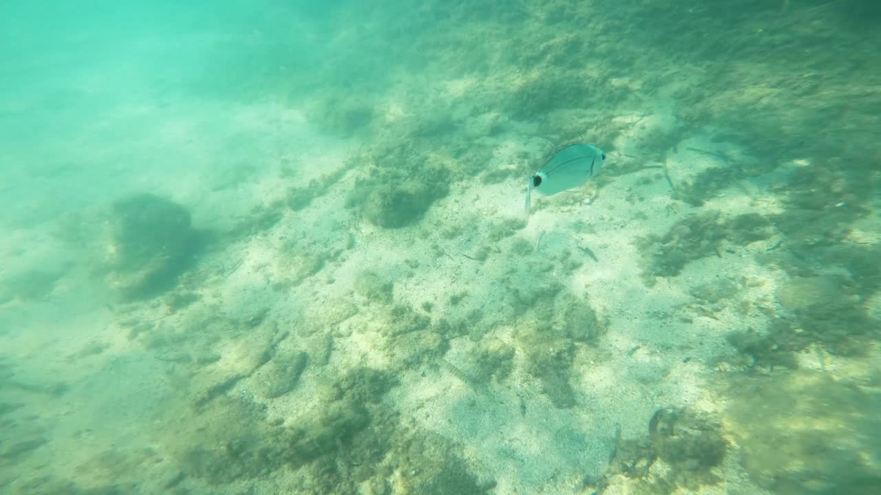 海洋生物视频素材