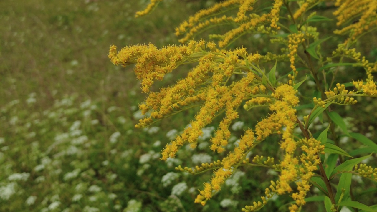 8月拍摄的黄花特写视频素材