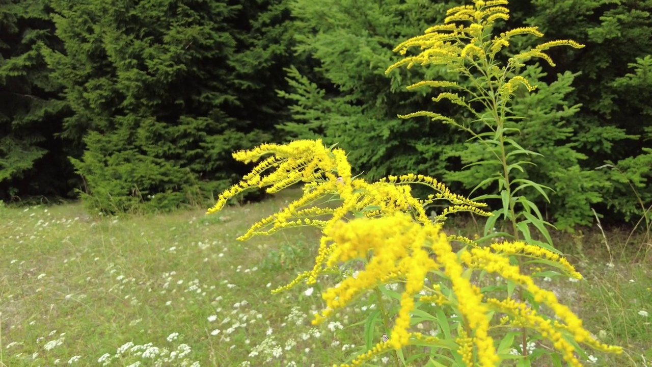 8月拍摄的黄花特写视频素材