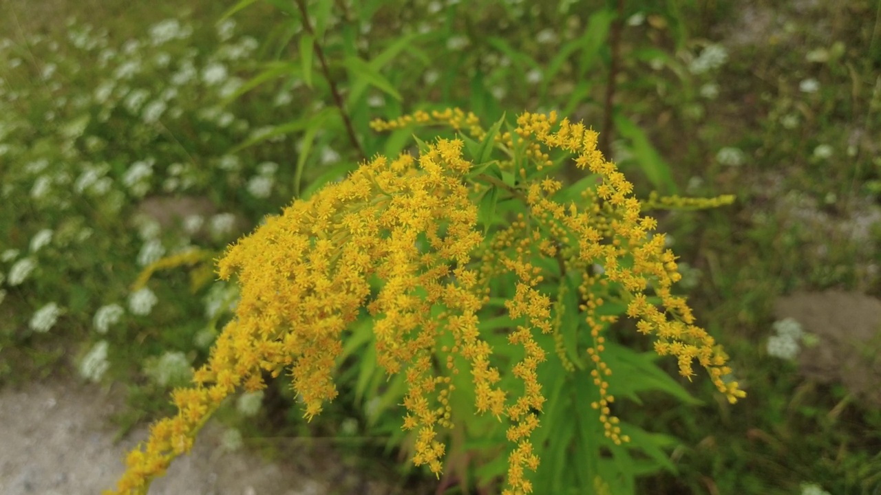 8月拍摄的黄花特写视频素材