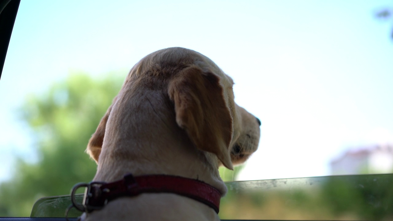 金毛猎犬在行驶途中向车窗外张望视频素材