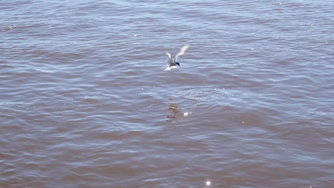 海鸥捕食鱼。视频素材