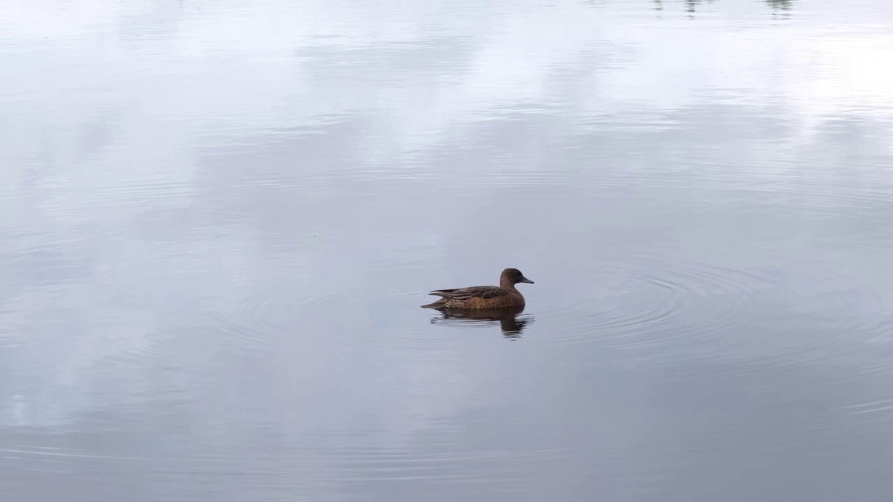 一只野鸭在湖上游泳。视频素材