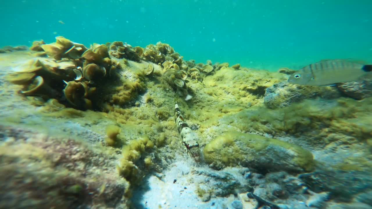 海洋生物视频素材