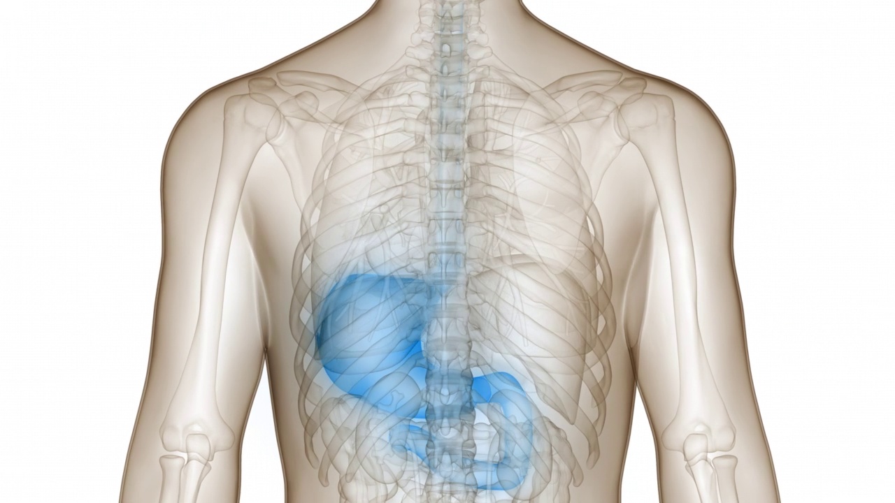 人体消化系统胃解剖动画概念视频素材
