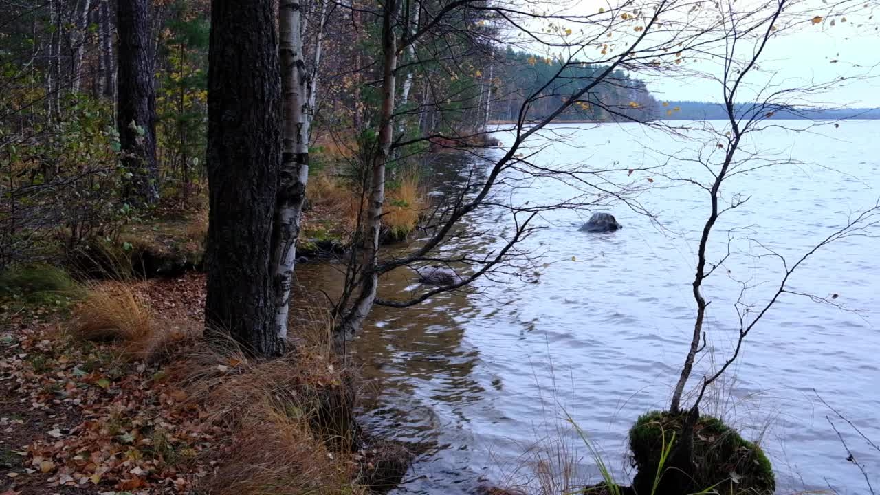 风从岸边吹向湖面。森林湖的景色。森林湖。湖的风景视频素材