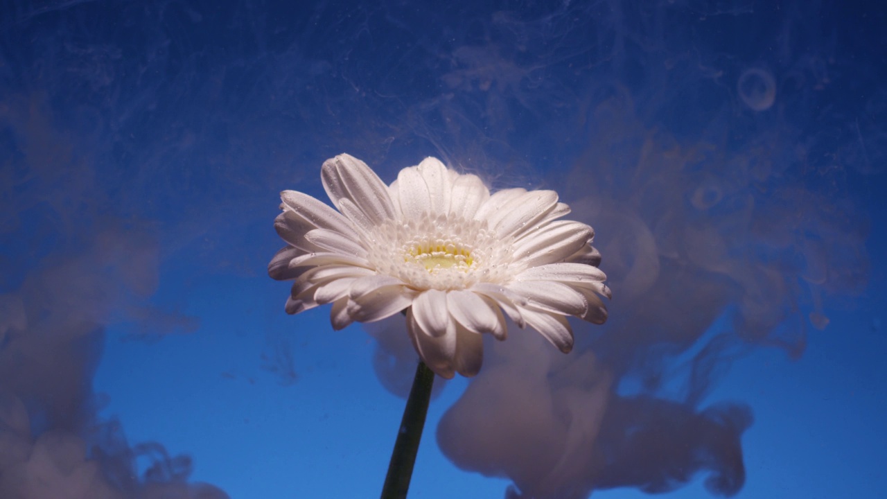 水族缸里的白色菊花。在蓝色的背景上有许多颜色视频素材