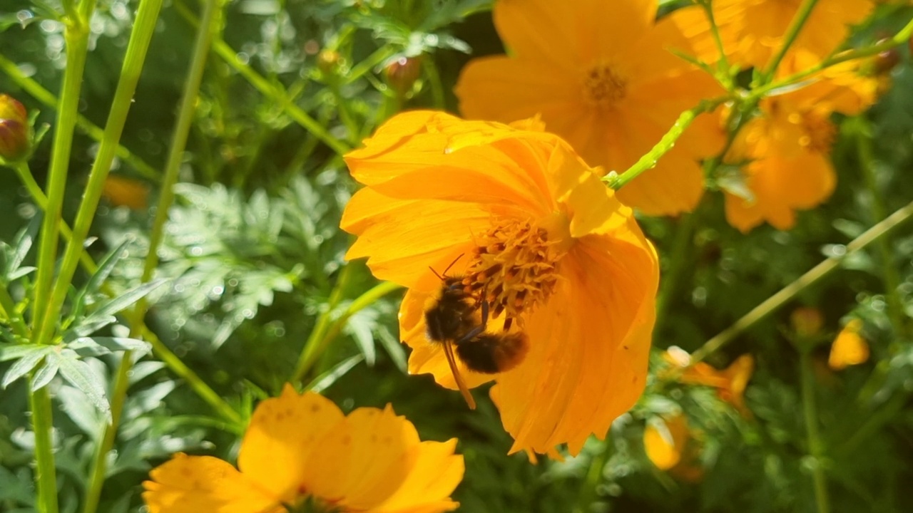 大黄蜂在黄花上采集花蜜，特写视频素材