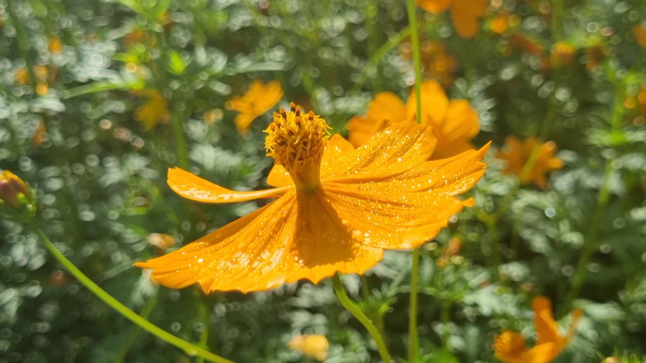 大黄蜂在黄花上采集花蜜，特写视频素材