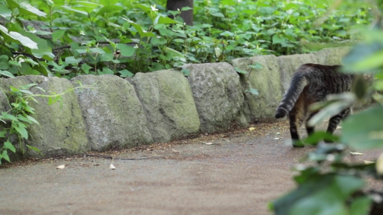 猫视频素材