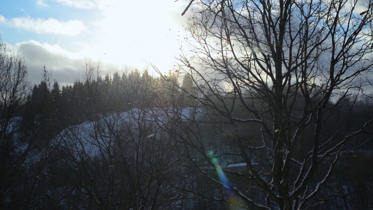 冬天的风景。白天森林降雪和风视频素材