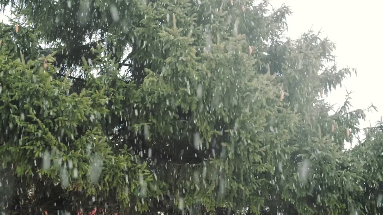 冬季森林降雪，雪天室外松果，特写视频素材