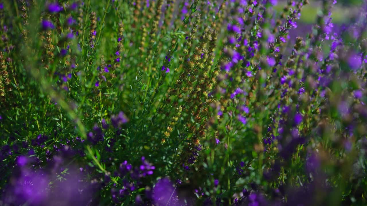 夏天日落时的薰衣草田。视频素材