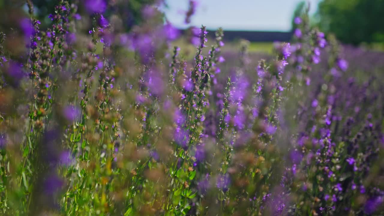 夏天日落时的薰衣草田。视频素材