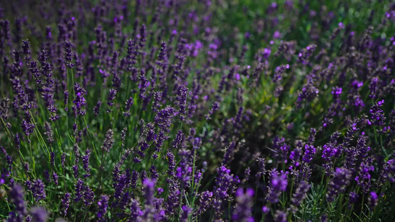 夏天日落时的薰衣草田。视频素材