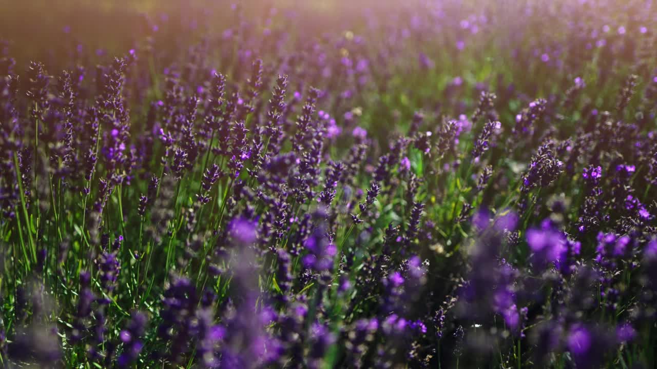 夏天日落时的薰衣草田。视频素材