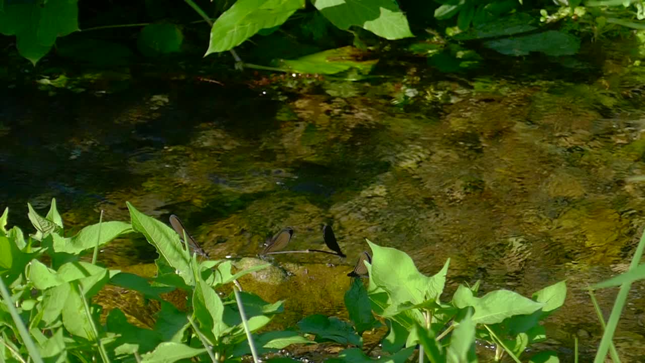 河流和蜻蜓视频素材