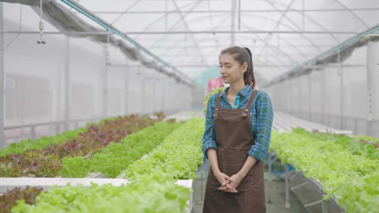 两名工人正在温室收获新鲜的有机蔬菜。视频素材