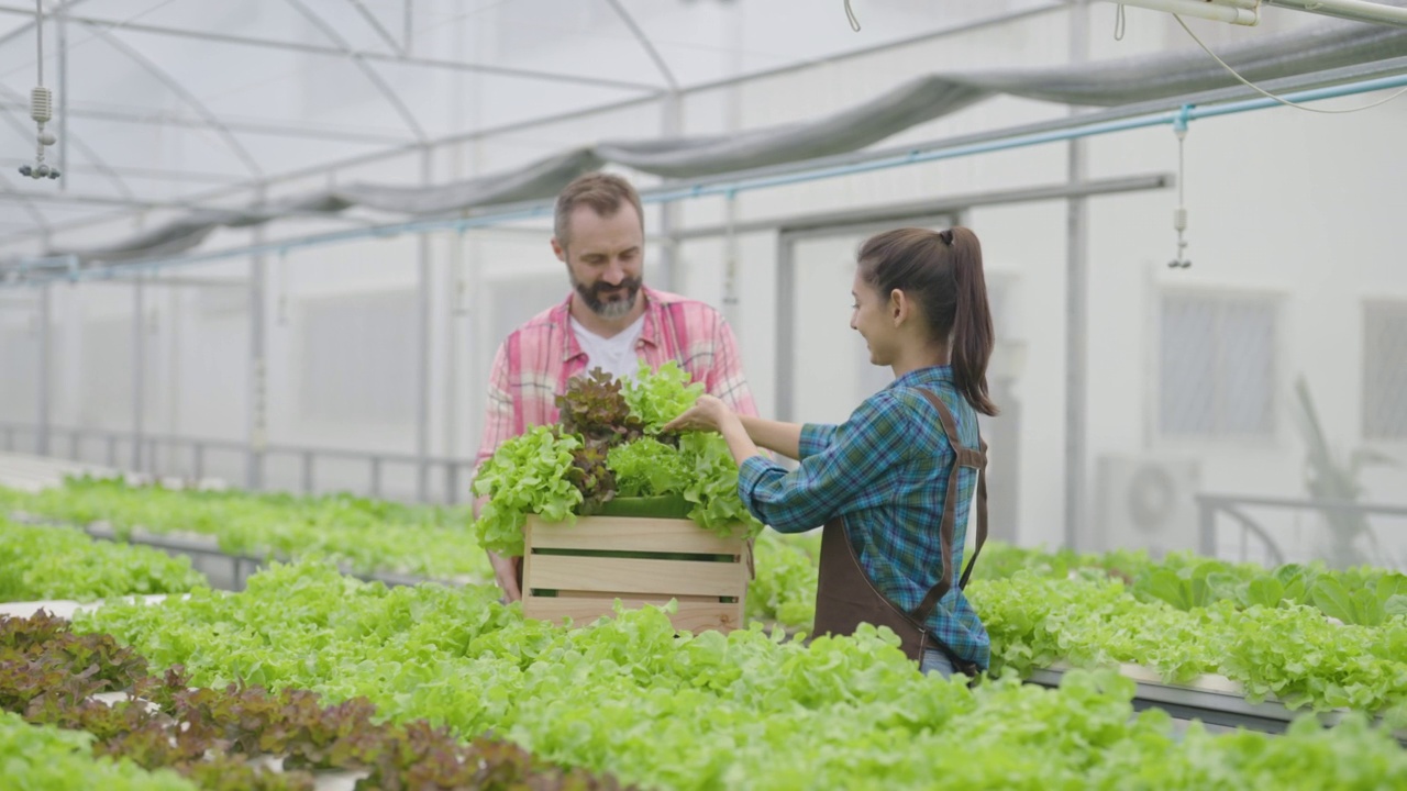 两名工人在温室检查生菜和收获。视频素材