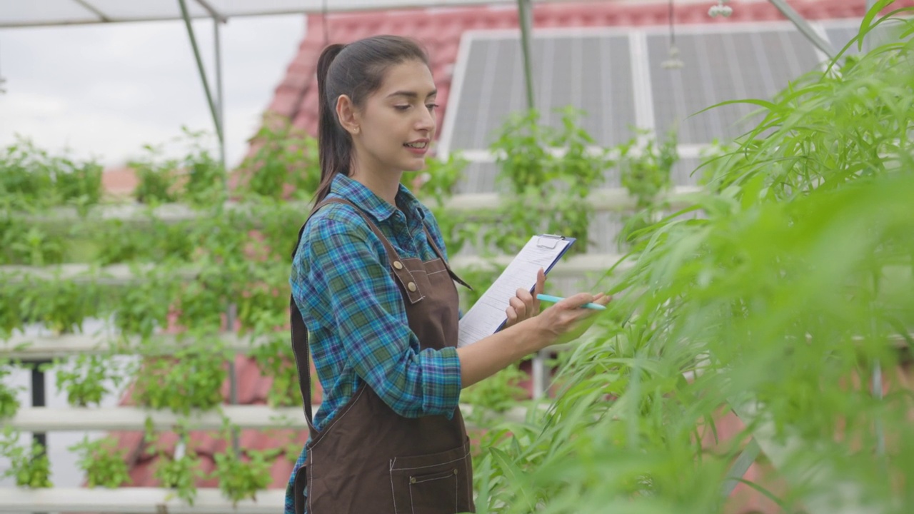 在温室检查植物的女工。视频素材