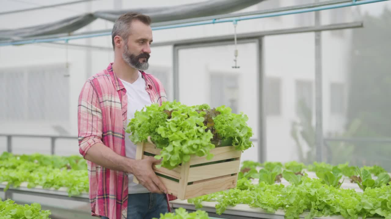 在温室里检查植物和收获的工人。视频素材