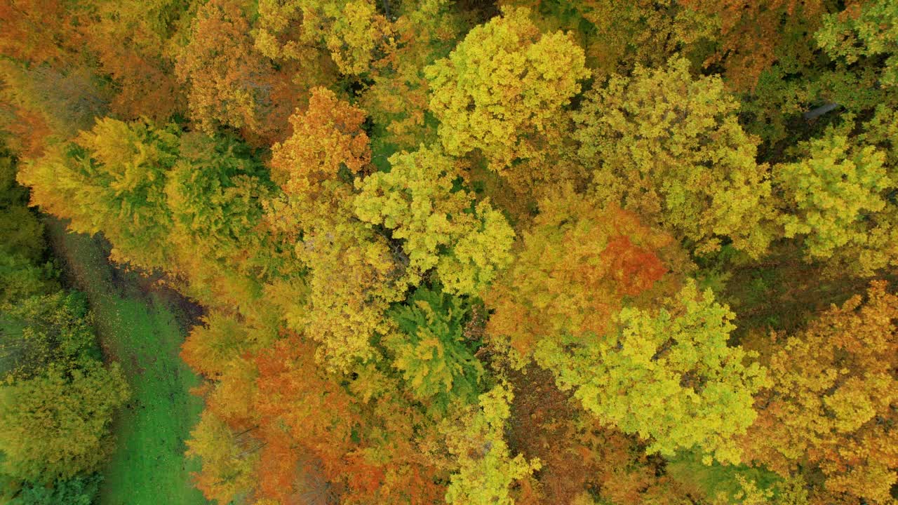 高空，从上到下:秋天，森林的树梢上布满了色彩鲜艳的树叶视频素材