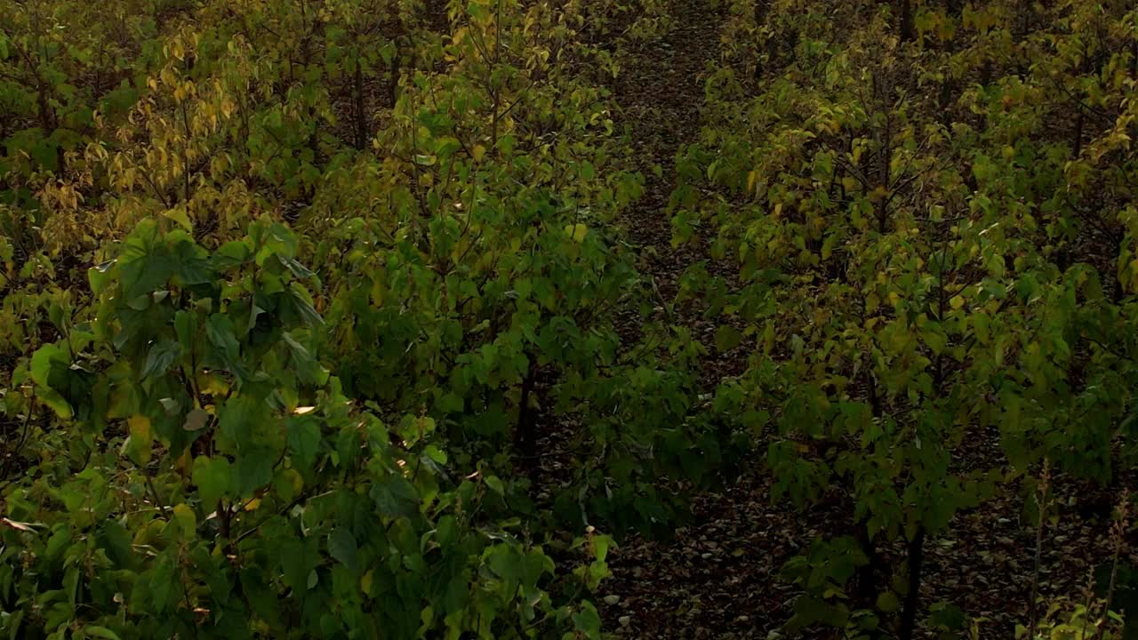 夕阳下，一架无人机在泡桐树林上空飞行视频素材