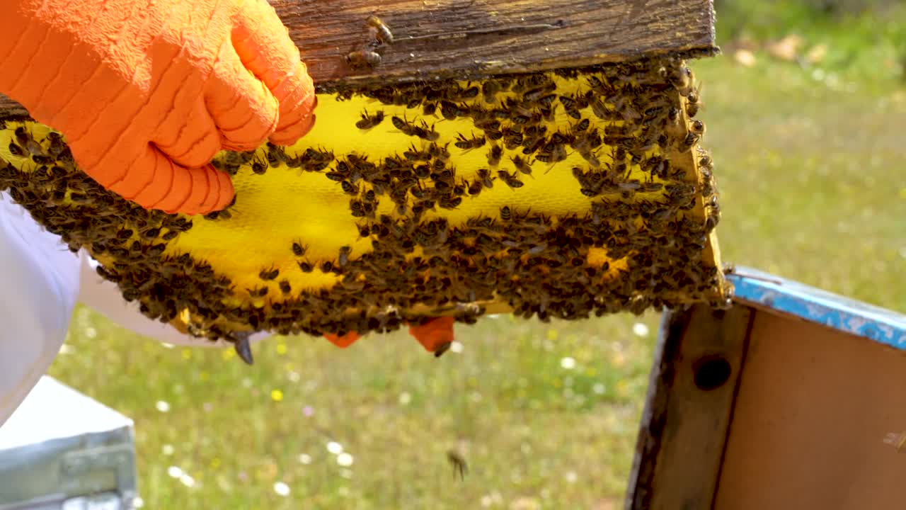 养蜂人在检查完蜂箱后，用橙色防护手套保护蜂巢视频素材