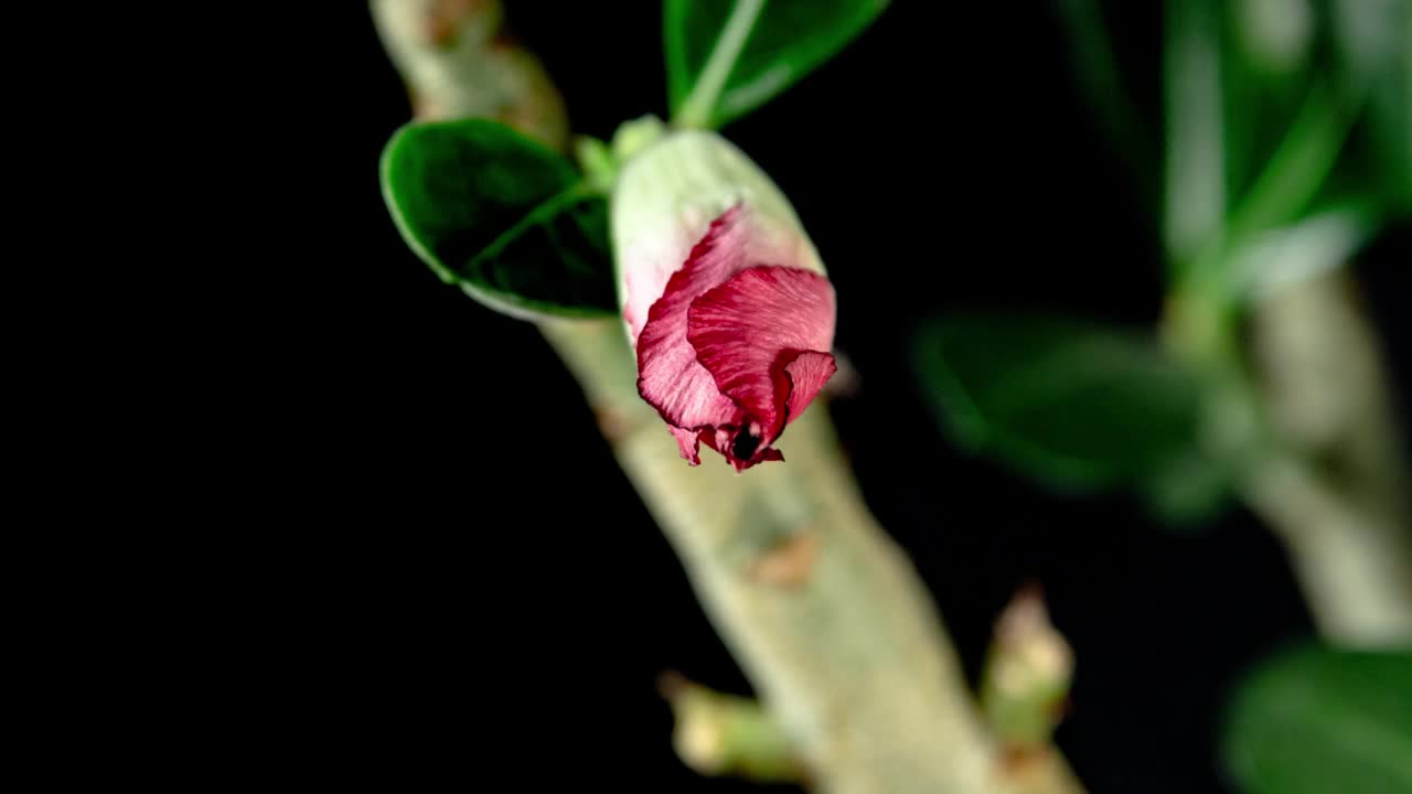 红色腺花盛开从芽到美丽的五瓣花在叶子和黑色背景。沙漠玫瑰或大脂腺视频素材