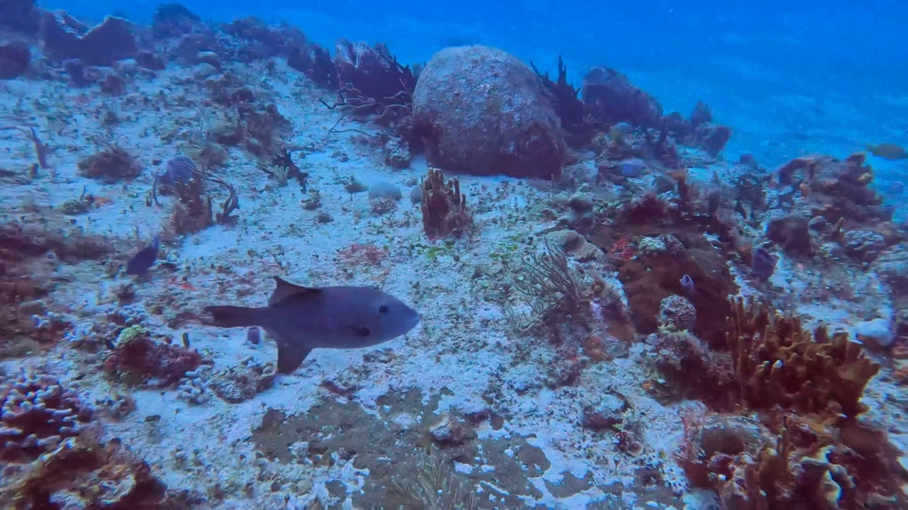 墨西哥科苏梅尔的海洋Triggerfish (Canthidermis sufflamen)的4k视频视频素材