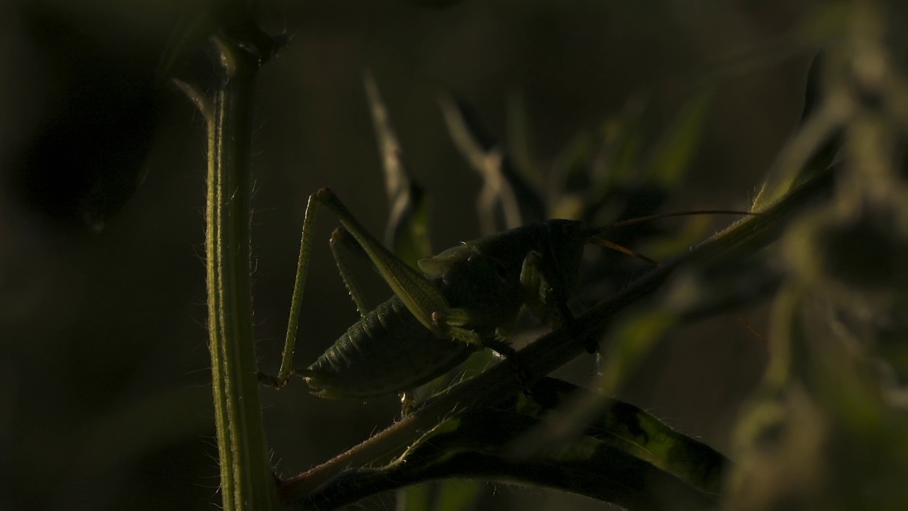 一只蚱蜢在夏日阳光灿烂的日子里坐在草地上。有创造力。小绿虫近照，野生自然概念视频素材