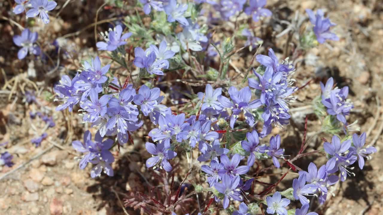 厄立蓟花-西莫哈韦沙漠- 051922视频素材