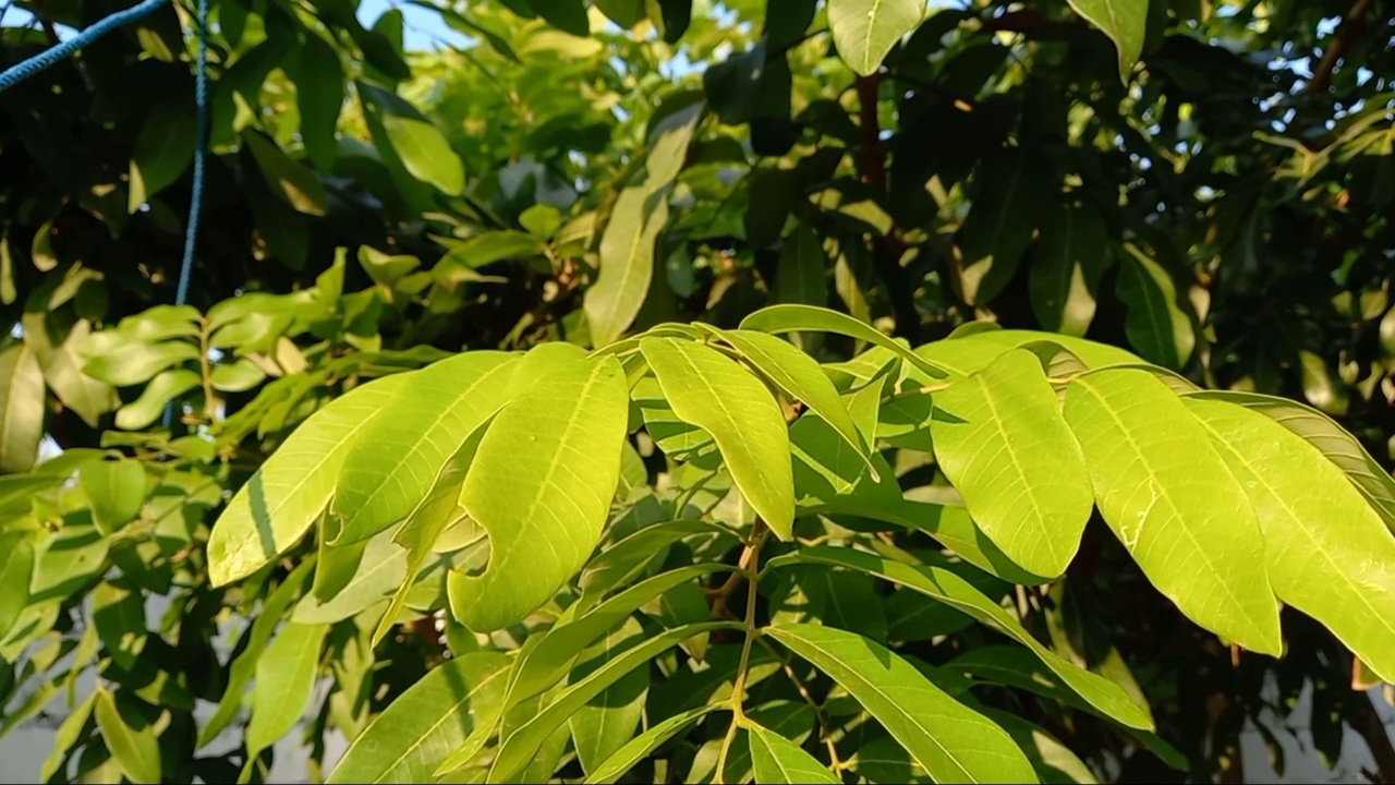 被风在阳光下吹起的背阴树叶视频素材