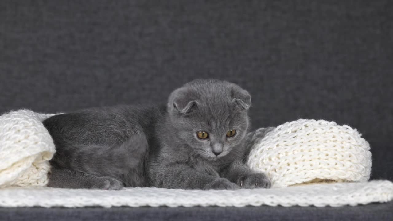 一只灰色的苏格兰折边小猫躺在一条白色针织围巾上，四处张望视频素材